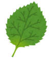 紫蘇.png