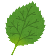 紫蘇.png