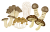 色んなきのこ.png