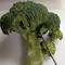ブロッコリー1-1.jpg