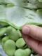 茹でそら豆2.jpg